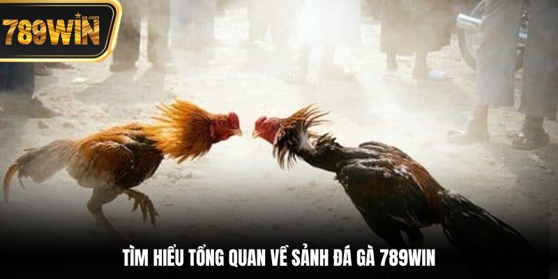 Tìm hiểu tổng quan về sảnh đá gà 789win